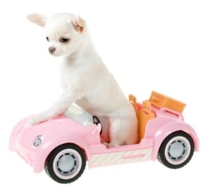 A puppy in a toy car